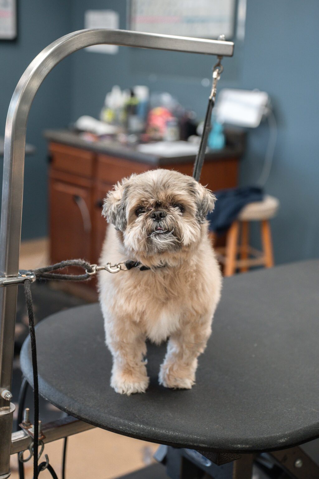 Interesting Info About Dog Grooming Columbus Ohio